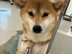 -共舞时光猫咖·狗咖(新街口店)