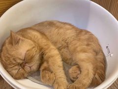 -more than meow吴止猫主题餐厅(承德 中船汇店)