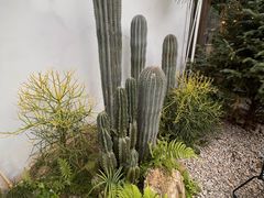 -自由生长植物工作室(深港花卉中心店)