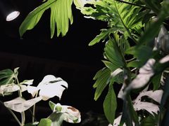 -自由生长植物工作室(深港花卉中心店)