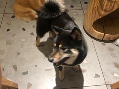 -柴迷FANS CLUB·柴犬狗咖·猫咖