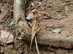 -七仙岭温泉国家森林公园