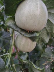 点击看大图 -悦家·美丽妈妈月子会所(龙奥店)