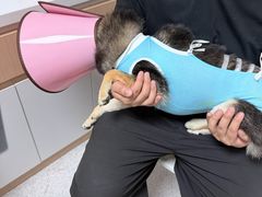 -谐和贝康宠物医院24小时·宠保定点(急重症转诊中心)