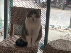 -喵屿·大理花园猫咖