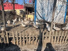 -鱼窝棚柴火铁锅炖(富山屯店)