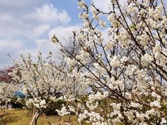 -天适樱花悠乐园