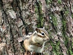 -五营红松林海景区