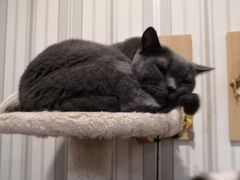 -猫小院猫主题咖啡厅(北锣店)