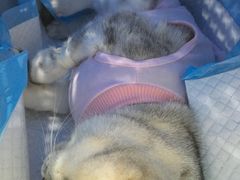 -米苏动物医院·犬猫专科·骨科外科内窥镜