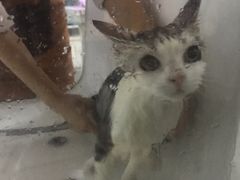 -十年猫舍·猫咪专门店(普陀店)