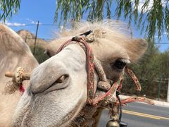 -黄河三峡风景名胜区