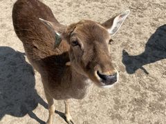 -北京麋鹿生态实验中心