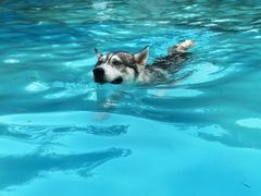 -汪说喵讲宠物乐园宠物酒店(红星美凯龙店)