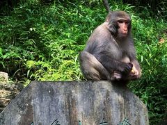 -黔灵山公园