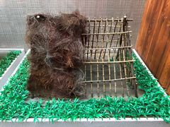 -九龙江国家森林公园