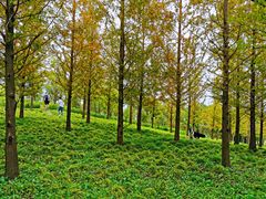 -上海长兴岛郊野公园