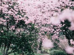 -南山植物园
