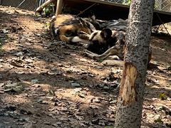 -大连森林动物园