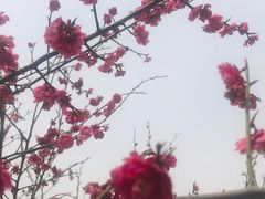 -南湖湿地公园
