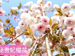 -天适樱花悠乐园