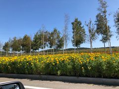 -莲花山花海