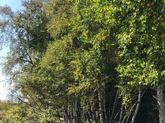 -塞罕坝国家级自然保护区