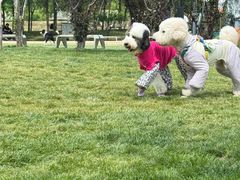 -爪吧宠物乐园 (温榆河示范区店)