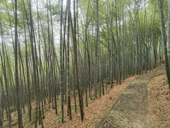 -上海佘山国家森林公园天马山园