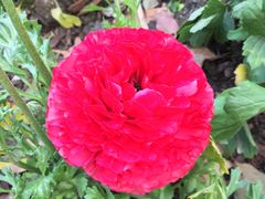 -麦当劳(杨高南路店)