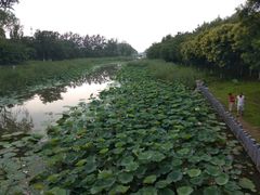 -大兴滨河森林公园