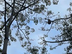 -福田红树林生态公园