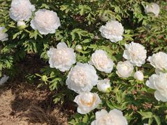 -洛阳市隋唐城遗址植物园