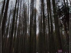 -武陵山森林公园