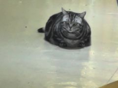 -藏猫猫咖啡主题馆(中央大道店)