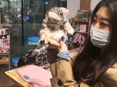 -猫十亿·布偶金渐层·曼基康矮脚猫舍(青年路店)
