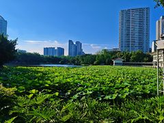 -荔湾湖公园