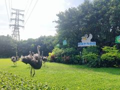 -广州长隆飞鸟乐园