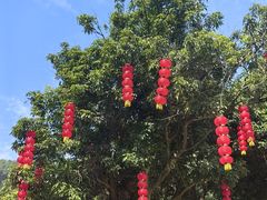 -东莞市大岭山森林公园