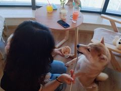 -柴犬小屋·柴餐厅·狗咖食堂(金鼎广场店)