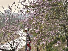 -广东花都湖国家湿地公园