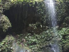 -莫里热带雨林景区