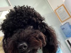 -瑞派福兴宠物医院犬猫全科·骨科·中西医结合(河东店)