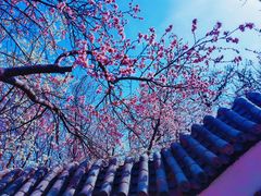-桃花堤公园