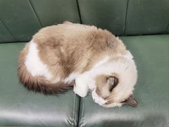 -安格丽娜·狗咖·猫咖羊驼咖(春熙路百盛商场店)