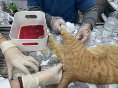 -四月宠物医院·猫专科·心脏专科·内科(转塘店)