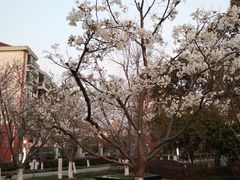 -高东镇樱花园