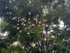 -清真双宝红油牛系列