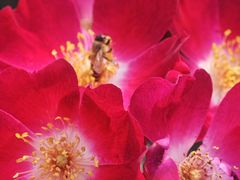 -北京植物园-展览温室