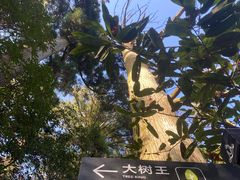 -天目山大树王景区